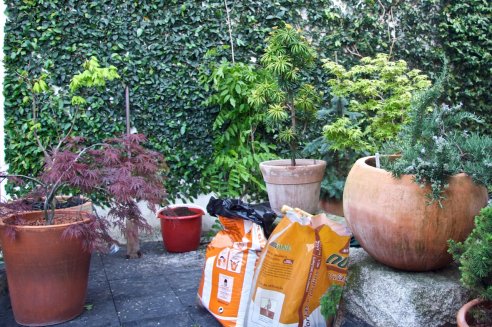 Podar a Ficus repens