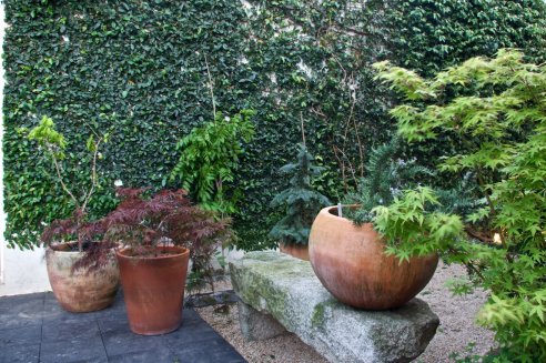 Podar a Ficus repens