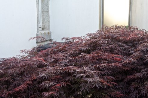 Compostores atrás do Acer palmatum var. dissectum