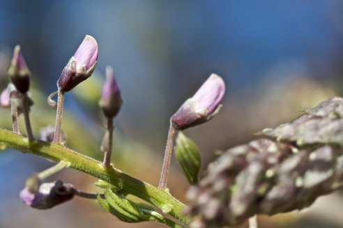 Glicínia, Wisteria sinensis