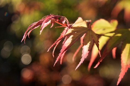 Acer palmatum 'Tsumagaki'