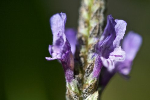 Alfazema-de-folhas-recortadas