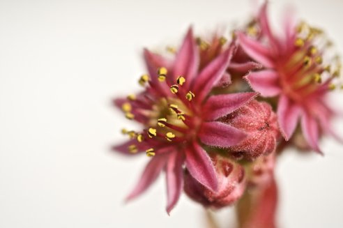 Sempervivum nevadense