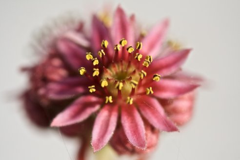 Sempervivum nevadense