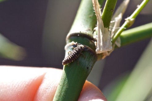 Larva de joaninha