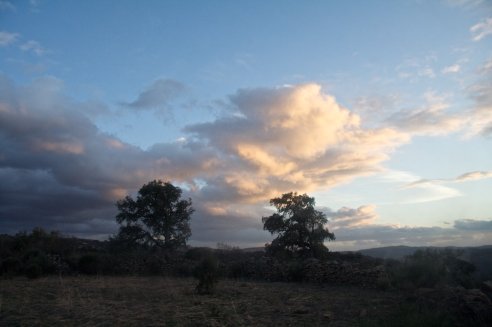 Reserva da Faia Brava