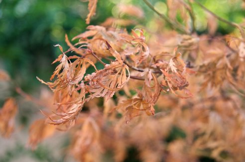Acer palmatum var. Dissectum 'Seiryu'