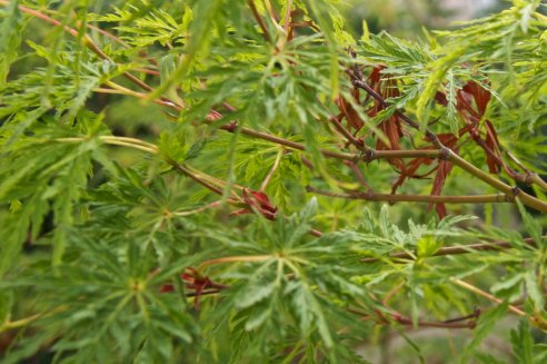 Acer palmatum var. Dissectum 'Seiryu'