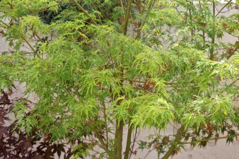 Acer palmatum var. Dissectum 'Seiryu'