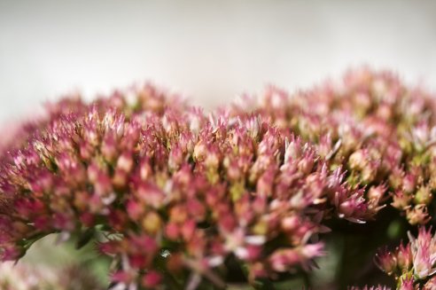Sedum spectabile 'Rosenteller'
