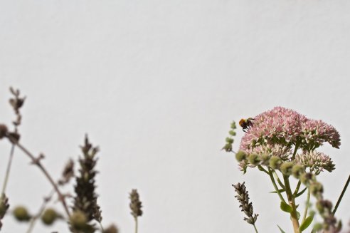 Sedum spectabile 'Rosenteller'