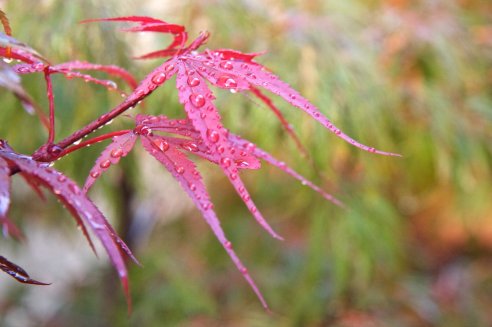 Acer palmatum 'Shaina'