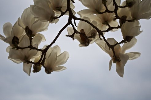 Magnólia