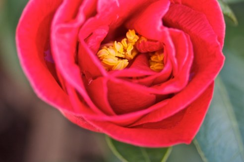 Camellia japonica 'Adolphe Audusson'