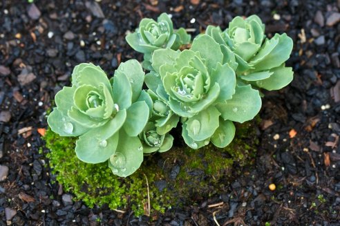 Sedum spectabile ‘Rosenteller’