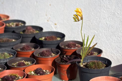 Frésia no meio dos Sempervivum