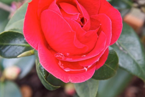 Camellia japonica ‘Adolphe Audusson’