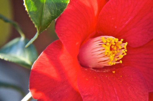 Camellia japonica Adeyaka