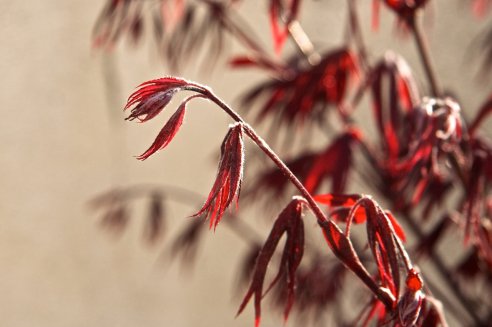 Acer palmatum Bloodgood