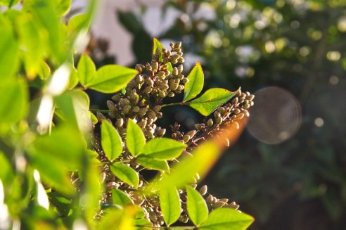 Nandina domestica