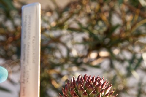 Sempervivum calcareum Extra