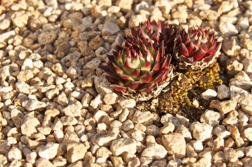 Sempervivum calcareum de Petit Céüse (GDJ 92.16)