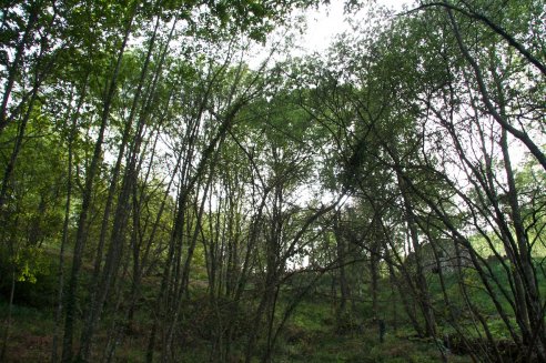 Tapada e Lameiro da Gracía