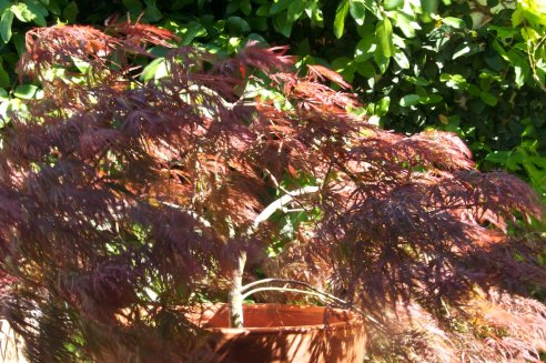 Acer palmatum Garnet