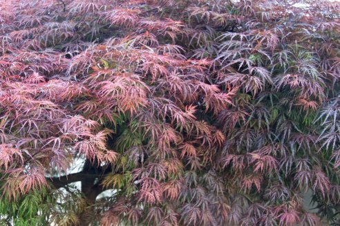 Acer palmatum dissectum