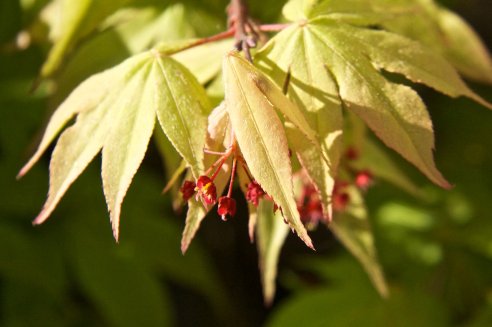 Acer palmatum Osakazuki