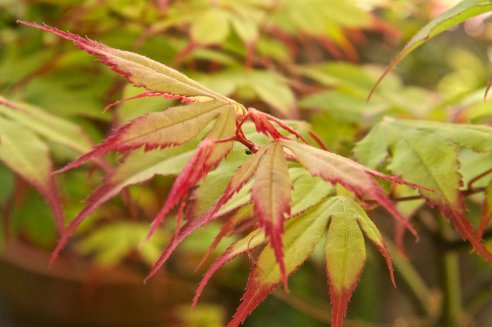 Acer palmatum Tsuma gaki
