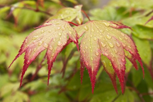 Acer palmatum Tsuma gaki