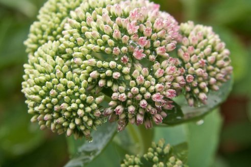Sedum spectabile Rosenteller