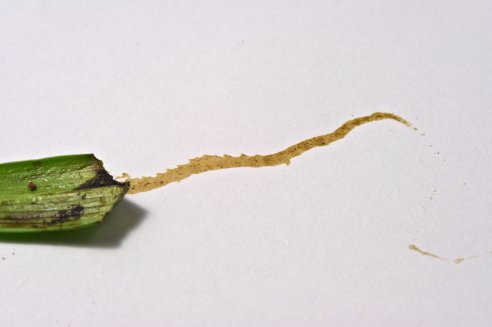 Larva nas Coroas-de-Rei