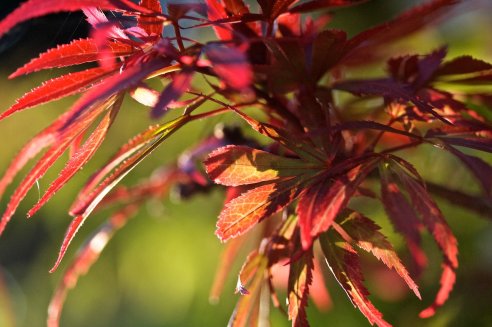 Acer palmatum Shaina