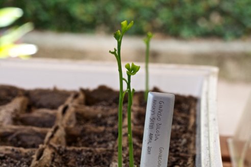 Ginkgo biloba