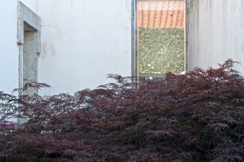 Acer palmatum var. dissectum