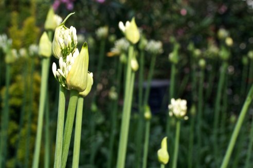 Agapanthus africanus