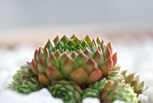 Sempervivum nevadense