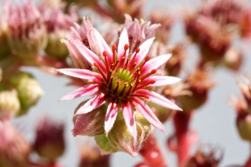 Sempervivum Lilac time