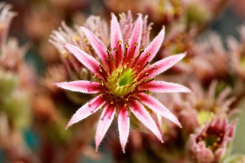 Jovibarba hirta Var. Glabrescens de Belianske Tatry