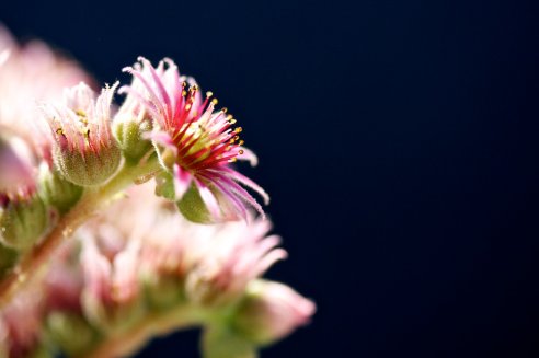 Jovibarba hirta Var. Glabrescens de Belianske Tatry