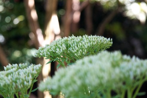Sedum spectabile 'Iceberg'