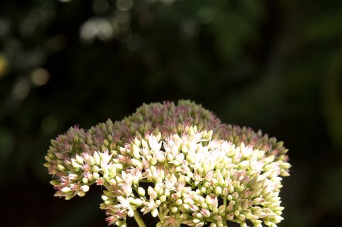 Sedum spectabile 'Rosenteller'