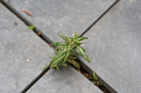 Rosmarinus officinalis