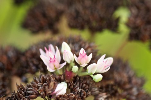 Sedum spectabile Rosenteller