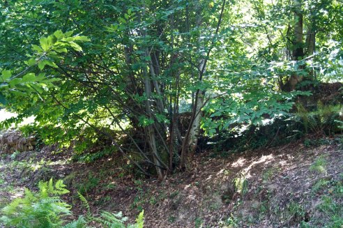 Castanheiros na Tapada