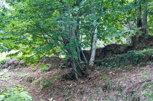 Castanheiros na Tapada