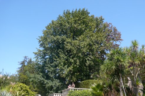 Liquidambar