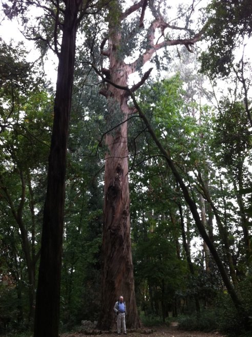 Parque de Nova Sintra